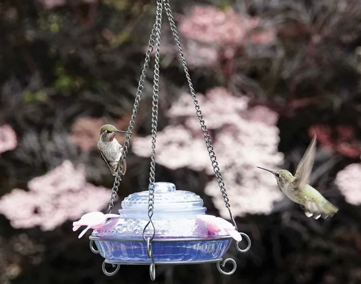 hummingbird feeder